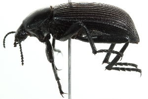  (Eleodes obscura - 10BBCOL-0514)  @15 [ ] CreativeCommons - Attribution (2010) CBG Photography Group Centre for Biodiversity Genomics