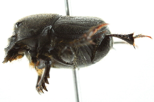  ( - 10BBCOL-0779)  @14 [ ] CreativeCommons - Attribution (2010) CBG Photography Group Centre for Biodiversity Genomics