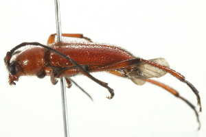  ( - 10BBCOL-0916)  @11 [ ] CreativeCommons - Attribution (2010) CBG Photography Group Centre for Biodiversity Genomics
