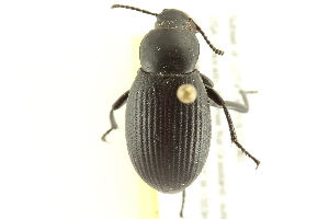  (Eleodes obsoletus - 10BBCOL-0518)  @14 [ ] CreativeCommons - Attribution (2010) CBG Photography Group Centre for Biodiversity Genomics