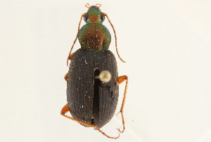  (Chlaenius tricolor - 09BBCOL-0284)  @14 [ ] CreativeCommons - Attribution (2009) CBG Photography Group Centre for Biodiversity Genomics