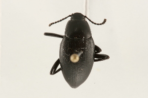  (Eleodes fusiformis - 09BBCOL-0869)  @14 [ ] CreativeCommons - Attribution (2009) CBG Photography Group Centre for Biodiversity Genomics