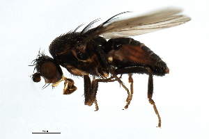  ( - 09BBDIP-0400)  @14 [ ] CreativeCommons - Attribution (2009) CBG Photography Group Centre for Biodiversity Genomics