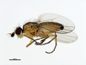 ( - 09BBDIP-0486)  @13 [ ] CreativeCommons - Attribution (2009) CBG Photography Group Centre for Biodiversity Genomics