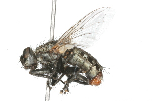  (Ravinia anxia - 09BBDIP-0077)  @13 [ ] CreativeCommons - Attribution (2009) CBG Photography Group Centre for Biodiversity Genomics