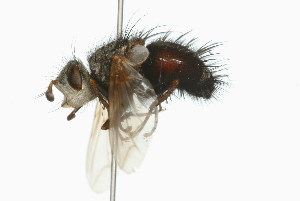  ( - 09BBDIP-0097)  @13 [ ] CreativeCommons - Attribution (2009) CBG Photography Group Centre for Biodiversity Genomics