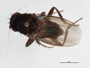  (Gonioneura exserta - 09BBDIP-1198)  @11 [ ] CreativeCommons - Attribution (2009) CBG Photography Group Centre for Biodiversity Genomics