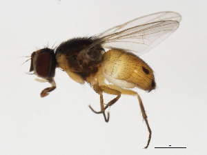  ( - 09BBDIP-1245)  @12 [ ] CreativeCommons - Attribution (2009) CBG Photography Group Centre for Biodiversity Genomics