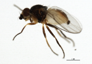  ( - 09BBDIP-1507)  @12 [ ] CreativeCommons - Attribution (2009) CBG Photography Group Centre for Biodiversity Genomics