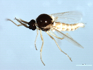  ( - 09BBDIP-1789)  @13 [ ] CreativeCommons - Attribution (2010) CBG Photography Group Centre for Biodiversity Genomics