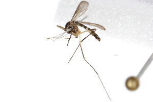  (Aedes triseriatus - 09BBDIP-1578)  @13 [ ] CreativeCommons - Attribution (2010) CBG Photography Group Centre for Biodiversity Genomics