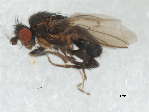  ( - 09BBDIP-1965)  @13 [ ] CreativeCommons - Attribution (2010) CBG Photography Group Centre for Biodiversity Genomics