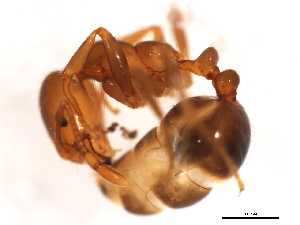  ( - 09BBUSA-F0180)  @13 [ ] CreativeCommons - Attribution (2010) CBG Photography Group Centre for Biodiversity Genomics