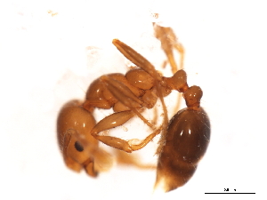  ( - 09BBUSA-F0277)  @13 [ ] CreativeCommons - Attribution (2010) CBG Photography Group Centre for Biodiversity Genomics