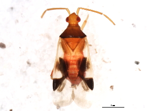  (Cyrtopeltocoris - 10BBHEM-359)  @13 [ ] CreativeCommons - Attribution (2010) CBG Photography Group Centre for Biodiversity Genomics