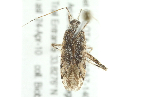  (Phytocoris hirtus - 10BBHEM-0013)  @13 [ ] CreativeCommons - Attribution (2010) CBG Photography Group Centre for Biodiversity Genomics