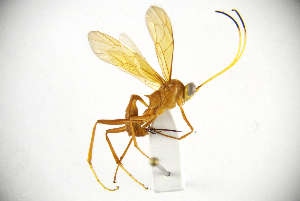  (Cryptopteryx sp - MUSM-HYM0243)  @11 [ ] Copyright (2024) Unspecified Universidad Nacional Mayor de San Marcos, Museo de Historia Natural