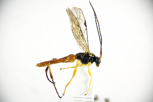  (Pimpla croceiventris - MUSM-HYM0258)  @11 [ ] Copyright (2024) Unspecified Universidad Nacional Mayor de San Marcos, Museo de Historia Natural