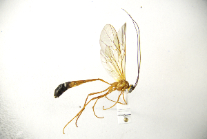  (Enicospilus trilineatus - MUSM-HYM0261)  @11 [ ] Copyright (2024) Unspecified Universidad Nacional Mayor de San Marcos, Museo de Historia Natural