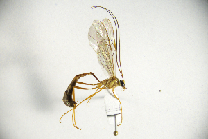  (Enicospilus flavoscutellatus - MUSM-HYM0264)  @11 [ ] Copyright (2024) Unspecified Universidad Nacional Mayor de San Marcos, Museo de Historia Natural