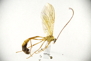  (Enicospilus brevis - MUSM-HYM0265)  @11 [ ] Copyright (2024) Unspecified Universidad Nacional Mayor de San Marcos, Museo de Historia Natural