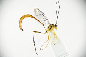  (Eiphosoma laphygmae - MUSM-HYM0421)  @11 [ ] Copyright (2024) Unspecified Universidad Nacional Mayor de San Marcos, Museo de Historia Natural