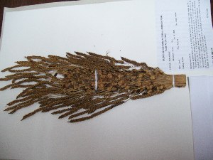  (Astrocaryum chonta - MHNSM USM-233572)  @11 [ ] Copyright (2014) Betty Millán Museo de Historia Natural San Marcos