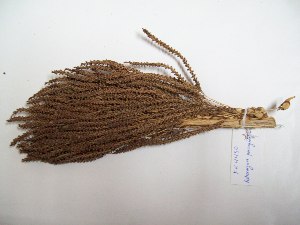  (Astrocaryum perangustatum - MHNSM USM-264105)  @11 [ ] Copyright (2014) Francis Kahn Museo de Historia Natural San Marcos