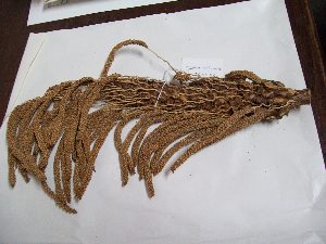  (Astrocaryum scopatum - MHNSM USM-264118)  @11 [ ] Copyright (2014) Francis Kahn Museo de Historia Natural San Marcos