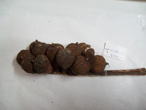  (Astrocaryum carnosum - MHNSM USM-264133)  @11 [ ] Copyright (2014) Francis Kahn Museo de Historia Natural San Marcos