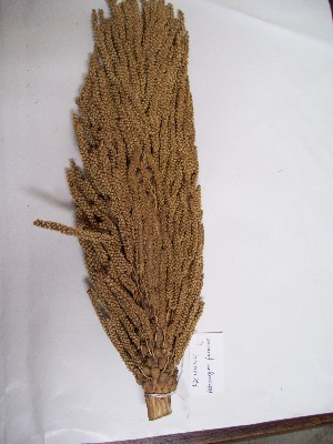  (Astrocaryum faranae - MHNSM USM-275783)  @11 [ ] Copyright (2014) Francis Kahn Museo de Historia Natural San Marcos