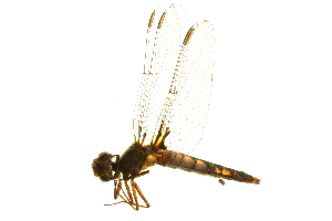  (Ladona deplanata - 10BBODA-0059)  @13 [ ] CreativeCommons - Attribution (2010) CBG Photography Group Centre for Biodiversity Genomics