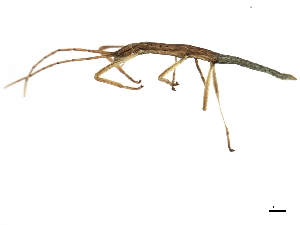  ( - BIOUG00571-A03)  @14 [ ] CreativeCommons - Attribution (2010) CBG Photography Group Centre for Biodiversity Genomics