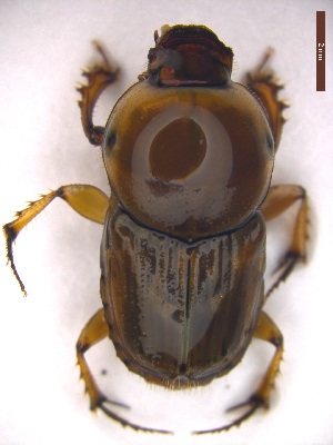  ( - UTOCP_72)  @11 [ ] CreativeCommons Attribution Non-Commercial Share-Alike  Unspecified Unspecified