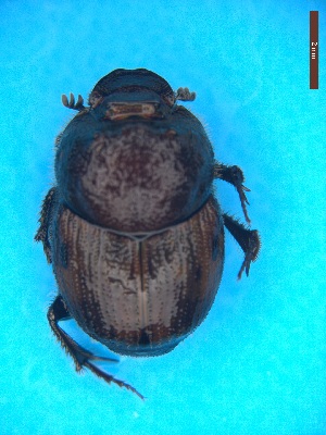  ( - UTOCP_105)  @11 [ ] CreativeCommons Attribution Non-Commercial Share-Alike  Unspecified Unspecified