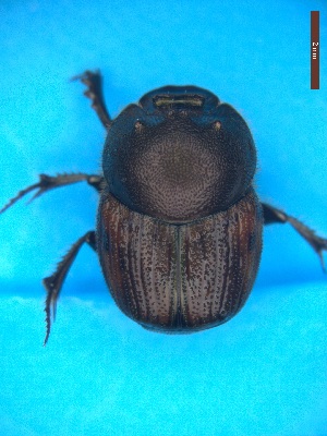  ( - UTOCP_104)  @11 [ ] CreativeCommons Attribution Non-Commercial Share-Alike  Unspecified Unspecified