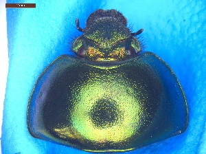  ( - UTOCP_101)  @11 [ ] CreativeCommons - Attribution Share-Alike (2025) Unspecified University of Turin