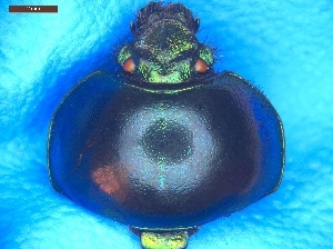  ( - UTOCP_102)  @11 [ ] CreativeCommons - Attribution Share-Alike (2025) Unspecified University of Turin