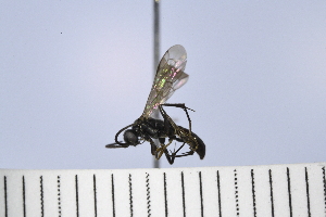  (Priocnemis cf. scitula - UUPomp_066)  @11 [ ] Copyright (2024) Jeremy Blaschke Union University