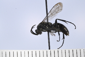  (Psorthaspis - UUPomp_069)  @11 [ ] Copyright (2024) Jeremy Blaschke Union University