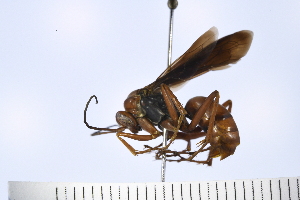  ( - UUPomp_074)  @11 [ ] Copyright (2024) Jeremy Blaschke Union University