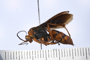  ( - UUPomp_075)  @11 [ ] Copyright (2024) Jeremy Blaschke Union University