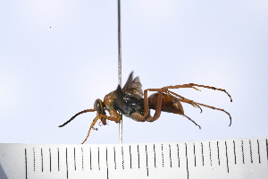  (Tachypompilus ferrugineus - UUPomp_076)  @11 [ ] Copyright (2024) Jeremy Blaschke Union University