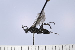  (Priocnemis cf. germana - UUPomp_086)  @11 [ ] Copyright (2024) Jeremy Blaschke Union University