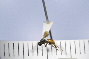  (Allaporus rufiventris - UUPomp_096)  @11 [ ] Copyright (2024) Jeremy Blaschke Union University
