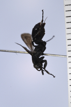  (Aporus UUPOMP sp. 2 - UUPomp_140)  @11 [ ] Copyright (2024) Jeremy Blaschke Union University