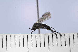  (Aporus UUPOMP sp. 1 - UUPomp_142)  @11 [ ] Copyright (2024) Jeremy Blaschke Union University