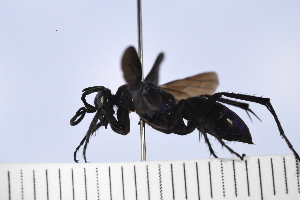  ( - UUPomp_158)  @11 [ ] Copyright (2024) Jeremy Blaschke Union University