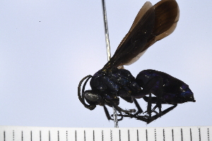  ( - UUPomp_159)  @11 [ ] Copyright (2024) Jeremy Blaschke Union University