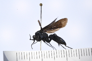  ( - UUPomp_161)  @11 [ ] Copyright (2024) Jeremy Blaschke Union University